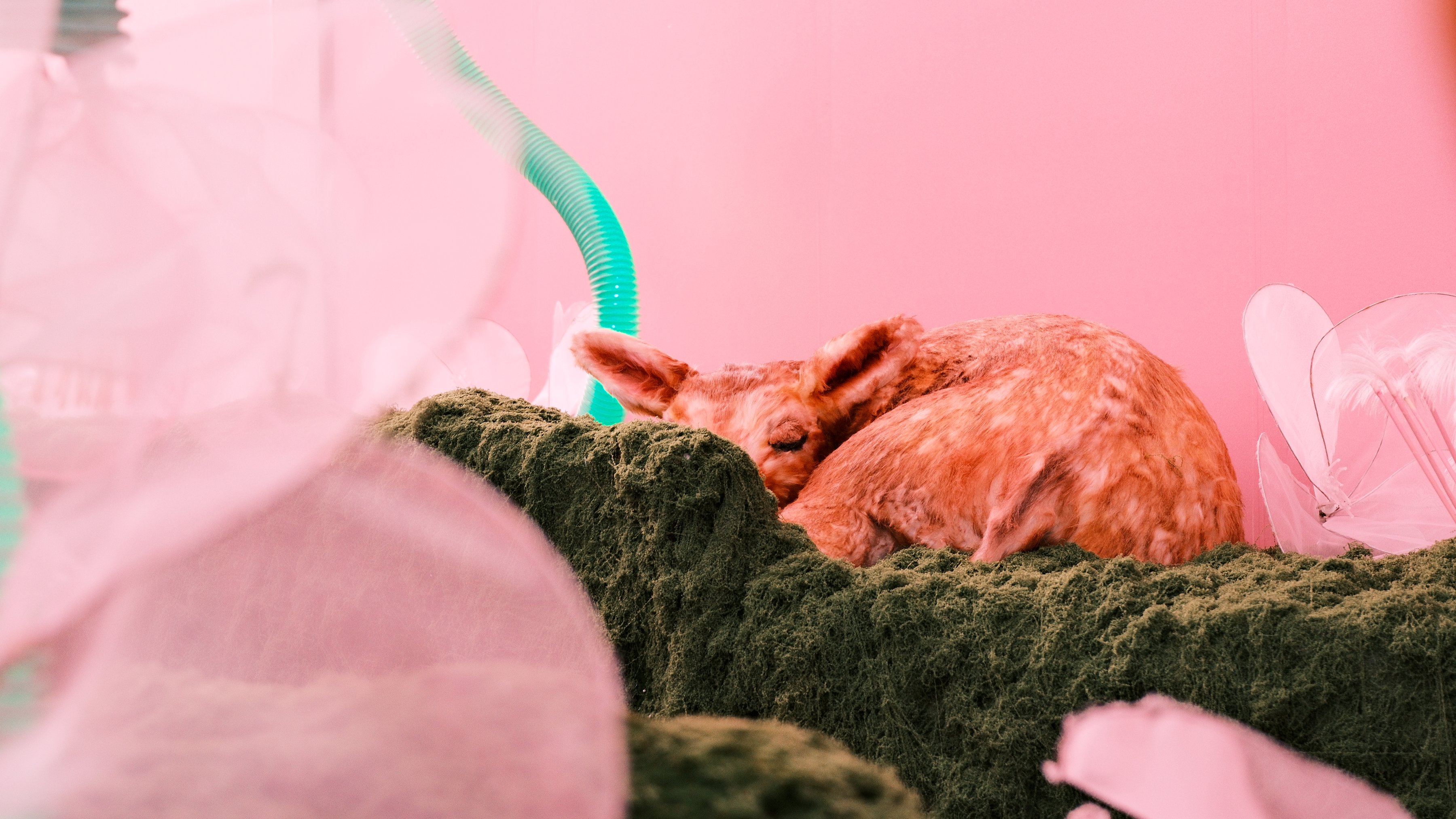 A fawn sculpture curled up asleep on the moss, glimpsed through pink fabric