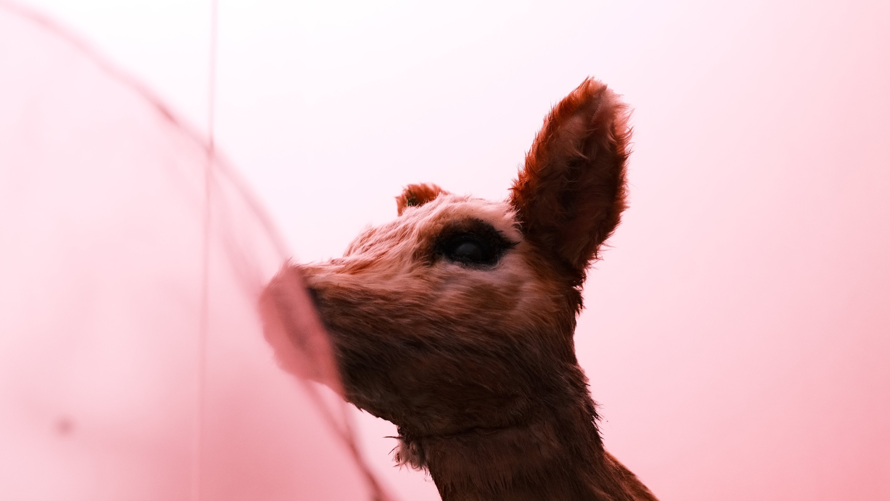 Close view of a fawn sculpture’s face in soft pink light