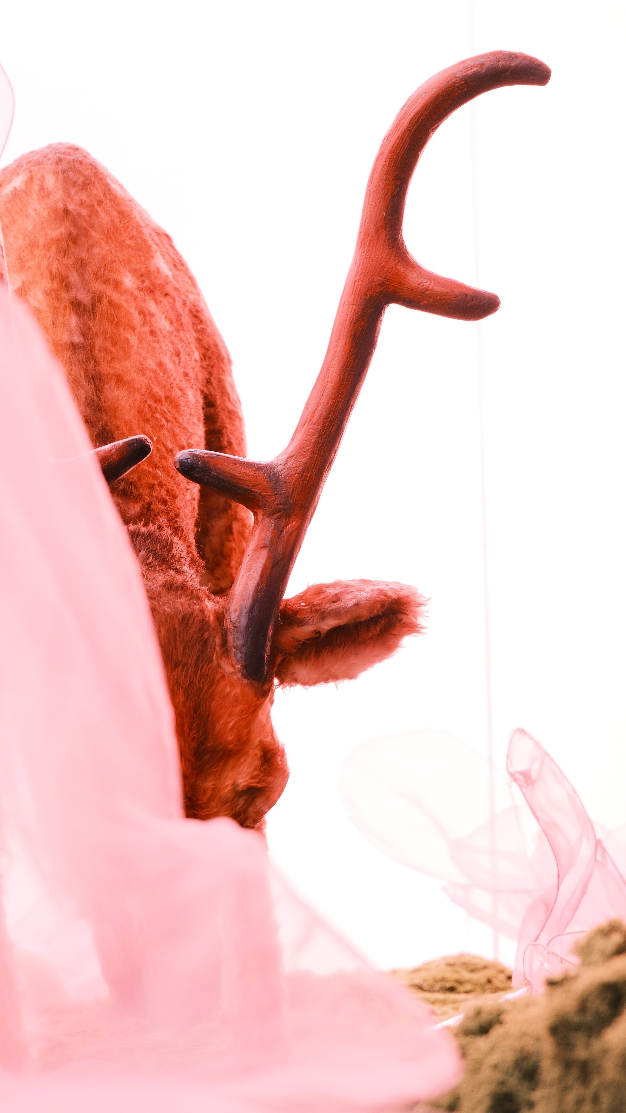 A stag’s antler curving up against bright white light
