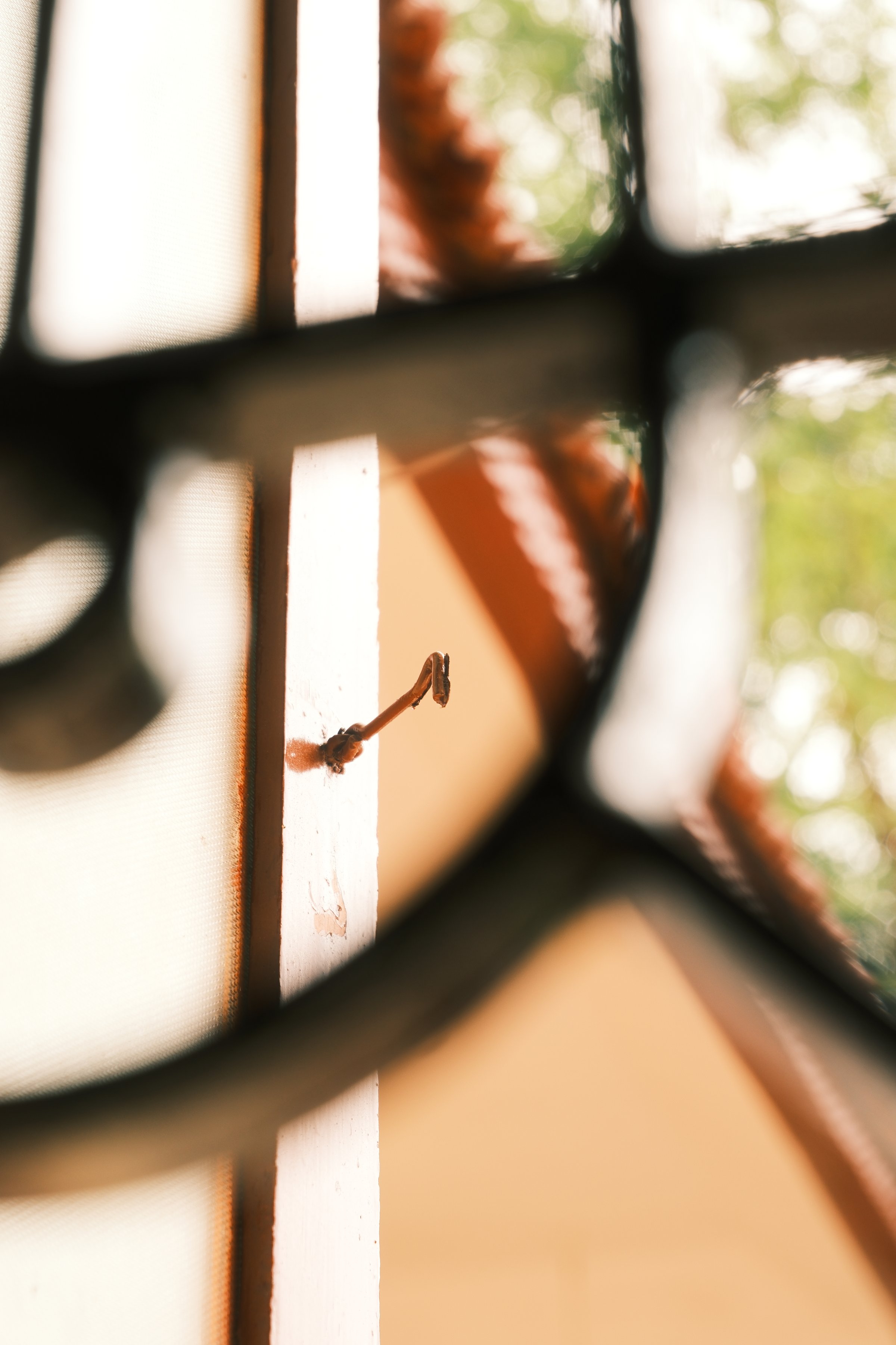 An old iron window grill framing a patch of leaves