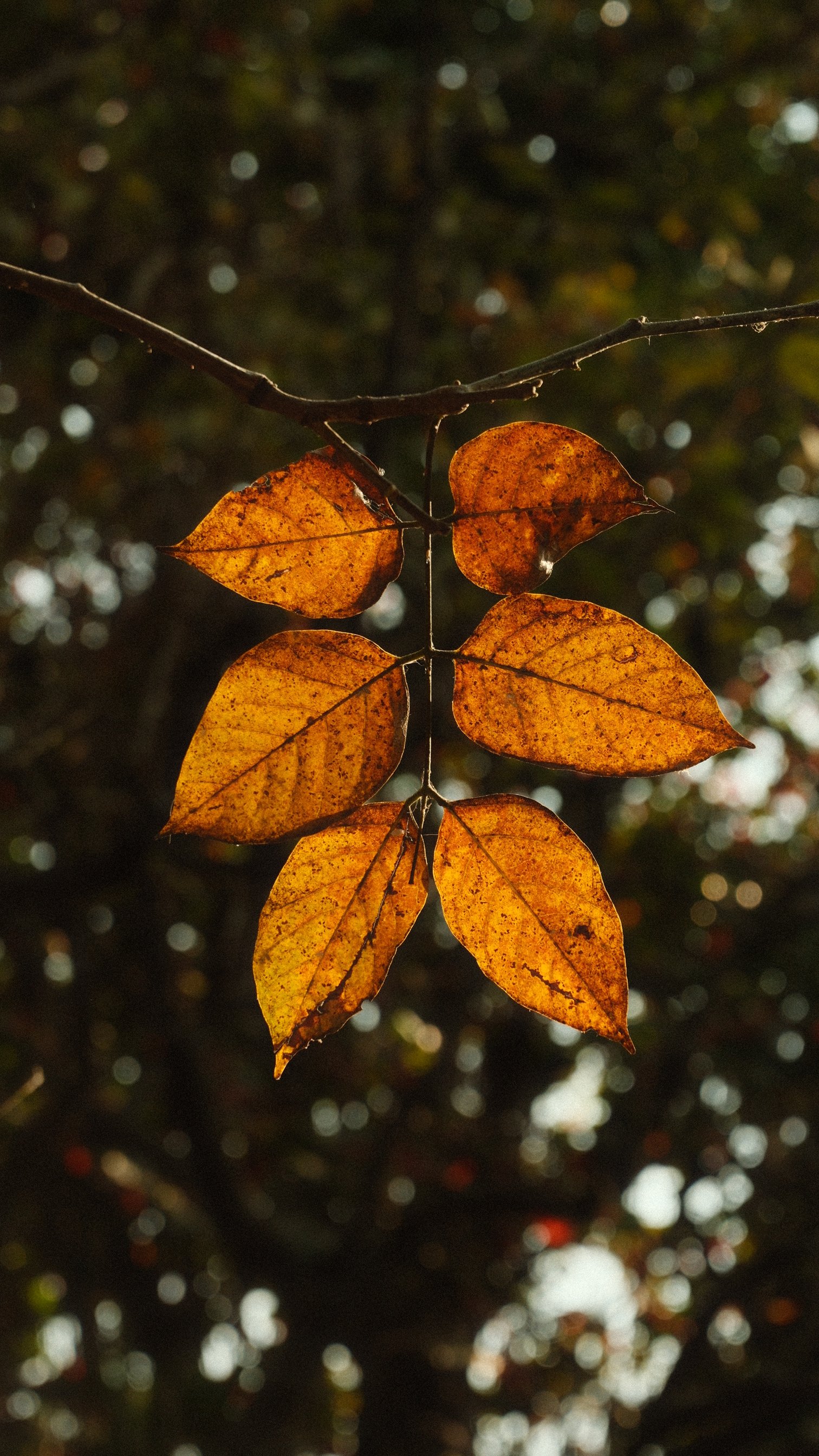 A cluster of orange leaves lit from behind against dark foliage