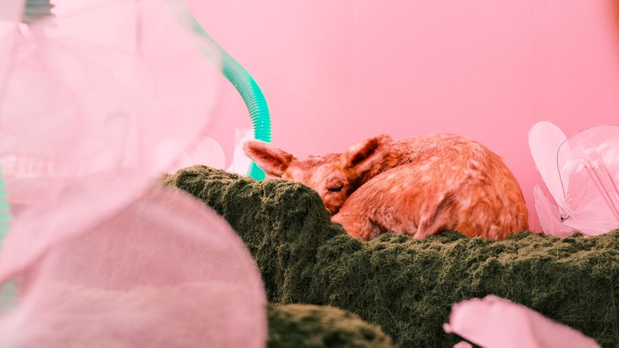 A fawn sculpture curled up asleep on the moss, glimpsed through pink fabric