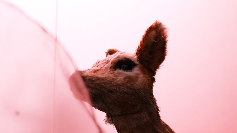 Close view of a fawn sculpture’s face in soft pink light