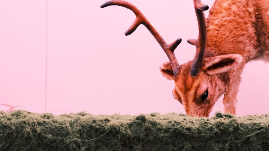 A stag sculpture with tall antlers lowering its head to the moss