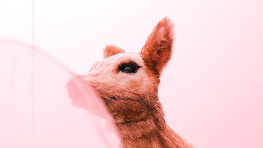 A fawn sculpture with its ears raised behind a blur of pink fabric