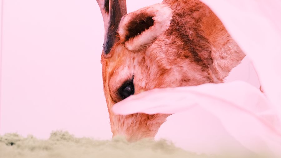 A deer sculpture’s eye and fur up close, sheer fabric in the foreground