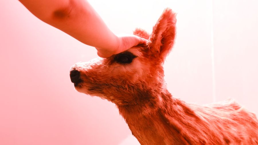 A hand stroking the head of a fawn sculpture in pink light
