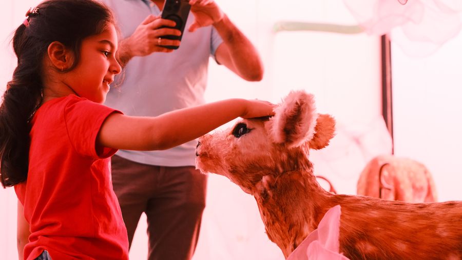 A girl in red reaching out to a fawn as her father takes a photo