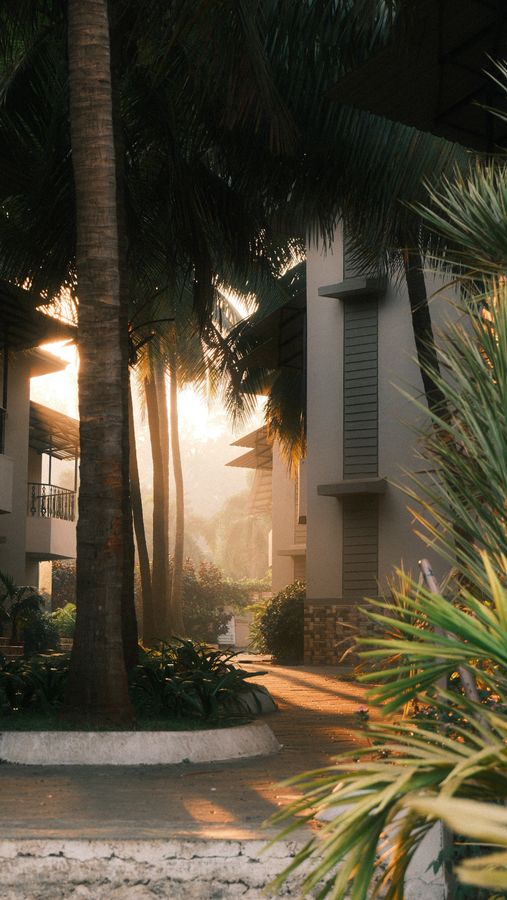 Morning sun streaming between palm trees beside a quiet building