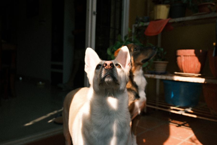 A white dog sitting and looking up on a sunny balcony