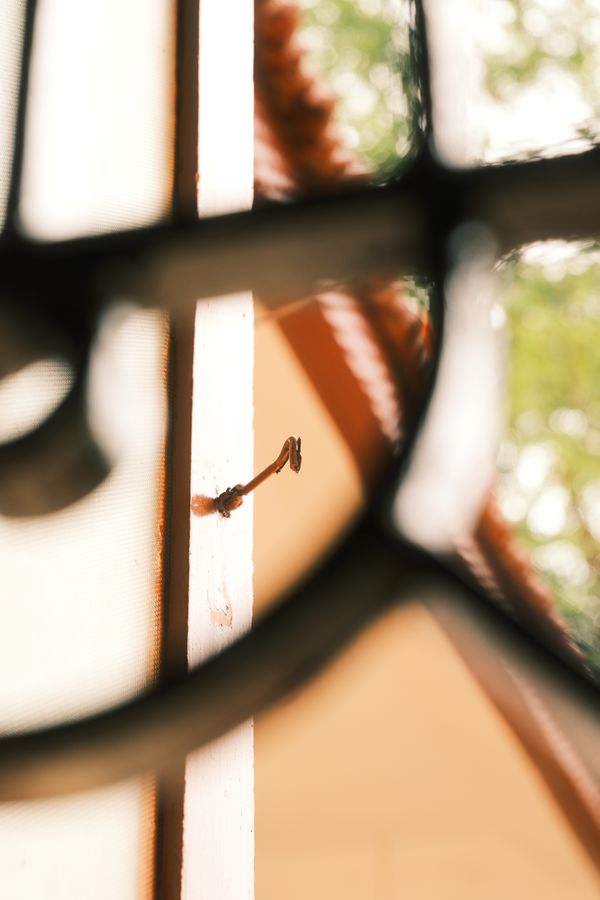 An old iron window grill framing a patch of leaves
