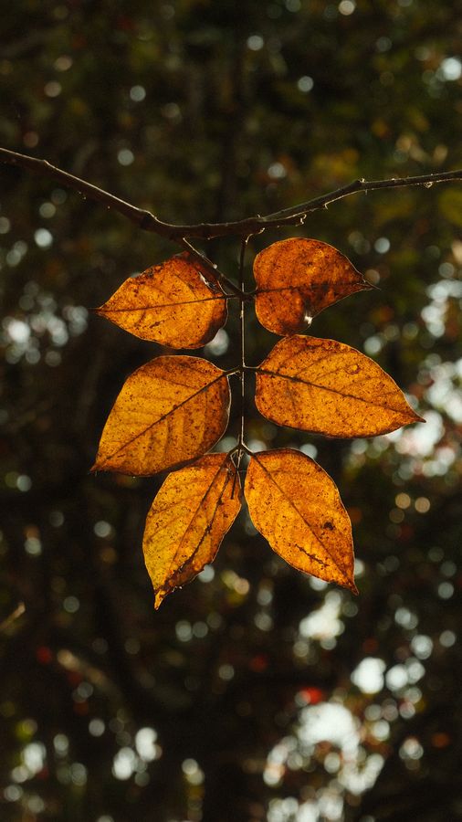 A cluster of orange leaves lit from behind against dark foliage