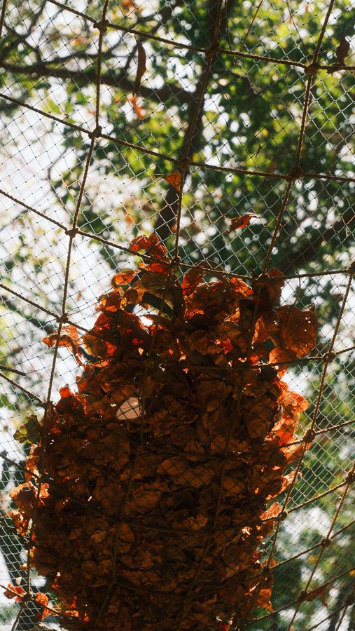 A clump of dry brown leaves caught in wire netting under a tree