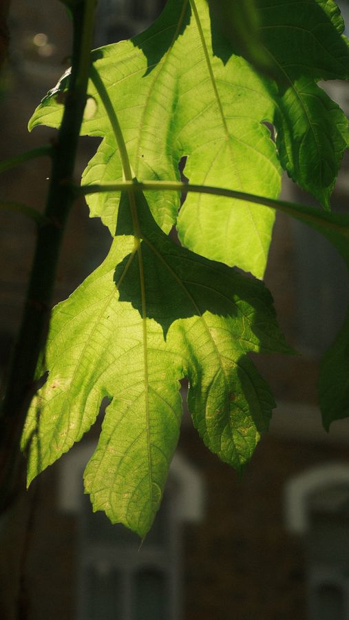A bright green leaf glowing in sunlight in front of an old building